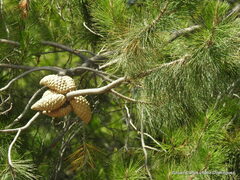 Pinus greggii