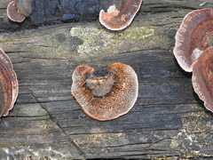 Gloeophyllales