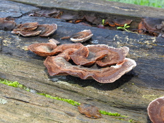 Gloeophyllales