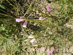 Lamourouxia dasyantha