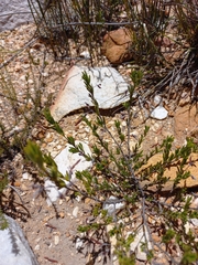 Indigofera sulcata