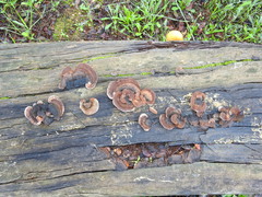Gloeophyllales