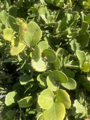 Maytenus procumbens