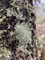 Usnea subfloridana