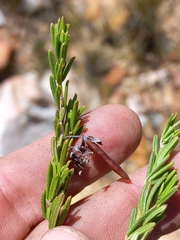 Indigofera sulcata