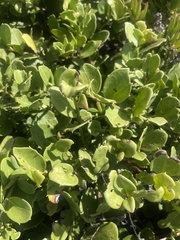 Maytenus procumbens