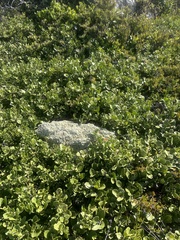 Maytenus procumbens