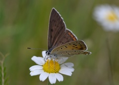 Lycaena alciphron