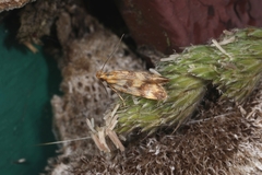 Mirificarma flavella