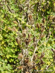 Argemone platyceras