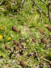 Argemone platyceras