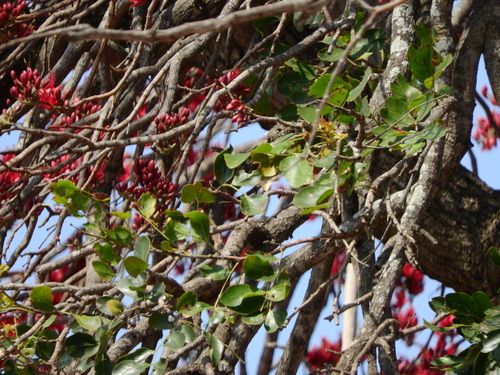 Image of Schotia brachypetala by (c) Noeleen du Toit, some rights reserved (CC BY-SA)