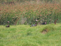 Plectropterus gambensis