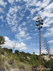Agave salmiana