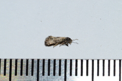 Neocochylis dubitana