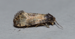 Neocochylis dubitana