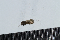 Neocochylis dubitana