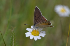 Lycaena alciphron