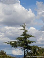 Cupressus lusitanica