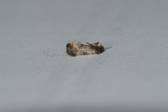 Neocochylis dubitana