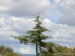 Cupressus lusitanica