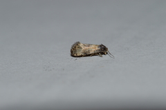 Neocochylis dubitana