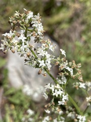 Galium boreale