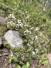 Galium boreale