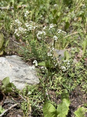 Galium boreale