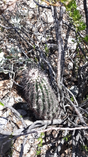 Echinocereus chisoensis