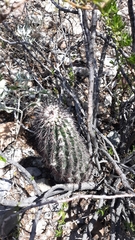 Echinocereus chisosensis