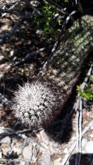 Echinocereus chisosensis