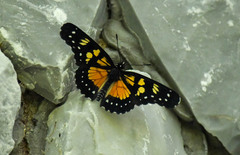 Chlosyne narva