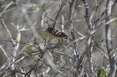 Newtonia brunneicauda