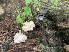 Pleurotus pulmonarius