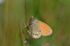 Coenonympha glycerion