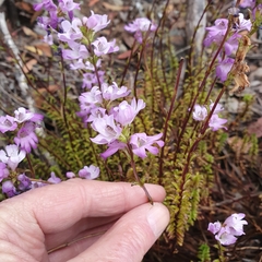 Euphrasia collina