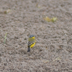 Motacilla flava flava