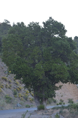 Cryptocarya alba
