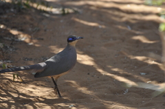 Coua ruficeps olivaceiceps