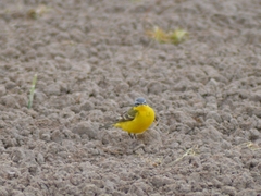 Motacilla flava flava