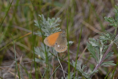 Coenonympha glycerion