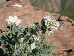Phacelia imbricata