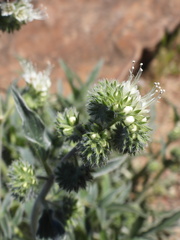 Phacelia imbricata