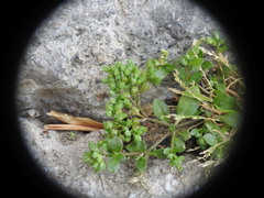 Polycarpon tetraphyllum