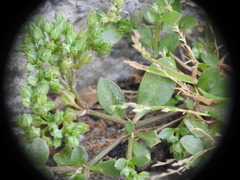 Polycarpon tetraphyllum