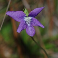 Viola septemloba