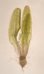 Diphyscium foliosum
