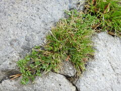 Polycarpon tetraphyllum