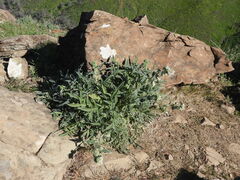 Phacelia imbricata